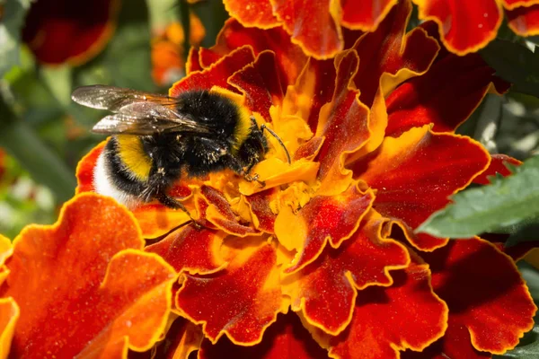 Calabrone Peloso Fiore Insetto Raccoglie Polline Con Fiori Arancio Gialli — Foto Stock