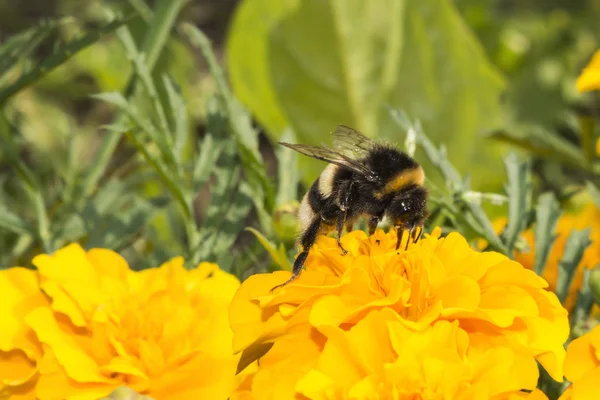 Ένα Γούνινο Μέλισσα Ένα Λουλούδι Ένα Έντομο Συλλέγει Γύρη Κίτρινο — Φωτογραφία Αρχείου