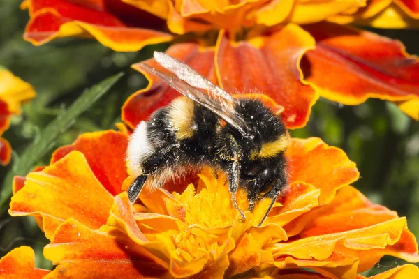 Calabrone Peloso Fiore Insetto Raccoglie Polline Con Fiori Arancio Gialli — Foto Stock