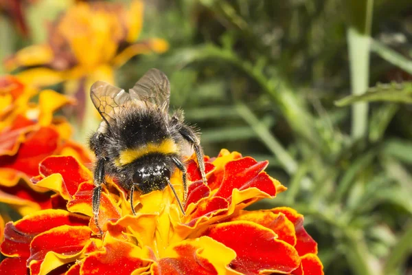 Zangão Peludo Uma Flor Inseto Coleta Pólen Com Flores Amarelas — Fotografia de Stock