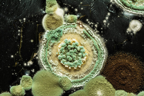 green yellow round fungal mold on a heterogeneous black surface, macro science abstract background