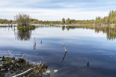 mavi küçük bir göl ormanın büyüyen ağaçlar ve dalgaların karaya attığı odun, vahşi doğa arka plan ile Körfez içinde yer alır