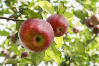 yeşil yapraklar, Güneş, Doğa arka plan yaktı bir elma ağacı parçası bir arka plan üzerinde iki doğal kırmızı elma