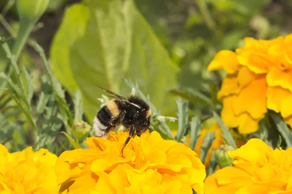 Bourdon Poilu Sur Une Fleur Insecte Recueille Pollen Avec Des — Photo