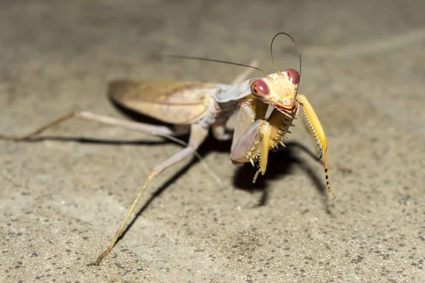 Inseto Europeu Mantis Noite Close Fundo Natureza Selvagem — Fotografia de Stock