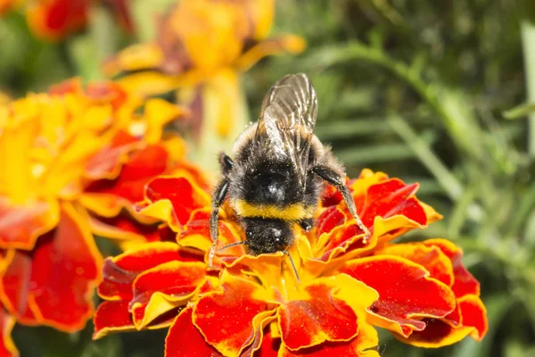 Furry Humla Blomma Insekt Samlar Pollen Med Gula Orange Blommor — Stockfoto