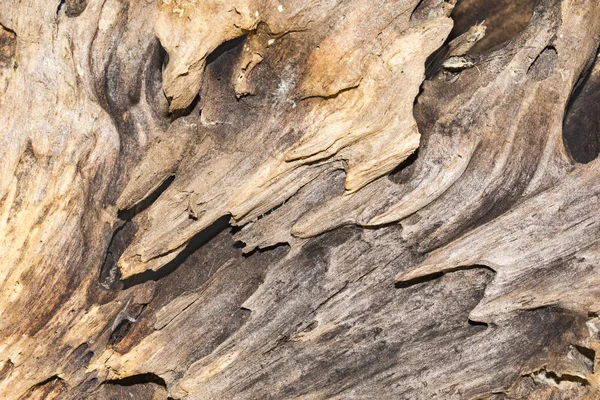 Relief Texture Old Weathered Wood Dry Snag Coniferous Tree Close — Stock Photo, Image