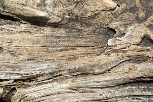 Kabartma Doku Eski Yıpranmış Ahşap Iğne Yapraklı Ağaç Kuru Budak — Stok fotoğraf