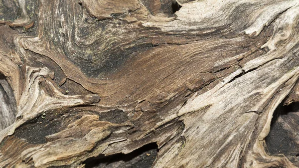 Textura Relevo Madeira Velha Resistida Entalhe Seco Uma Árvore Conífera — Fotografia de Stock