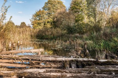 nehir ile bitki örtüsü, eski yıkılan köprü bataklık bir gölet ve batan güneşin, vahşi doğa arka plan değişen ışık sonbahar manzara günlükleri, büyümüş