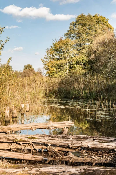 the river is overgrown with vegetation, ancient destroyed bridge of logs, autumn landscape with a marshy pond and the shifting light of the setting sun, wild nature background