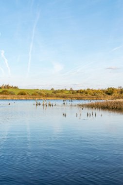 fazla büyümüş çimenler ve ağaçlar, su, bataklık su ve batan güneşin, vahşi doğa arka plan değişen ışık ile sonbahar manzara ölü ağaç kütükleri ile kıyıları ile mavi göl