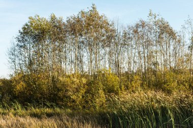 Bataklık sazlık ve batan güneşin, sonbahar rüzgarlı akşam, vahşi doğa arka plan ışığında ağaçlar büyüyen ile