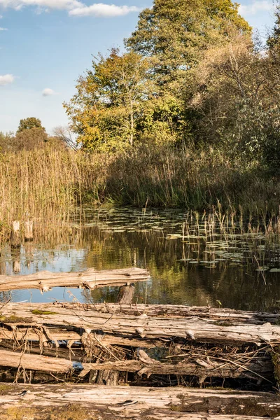 nehir ile bitki örtüsü, eski yıkılan köprü bataklık bir gölet ve batan güneşin, vahşi doğa arka plan değişen ışık sonbahar manzara günlükleri, büyümüş