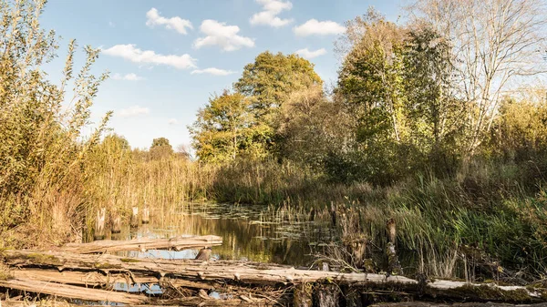 the river is overgrown with vegetation, ancient destroyed bridge of logs, autumn landscape with a marshy pond and the shifting light of the setting sun, wild nature background