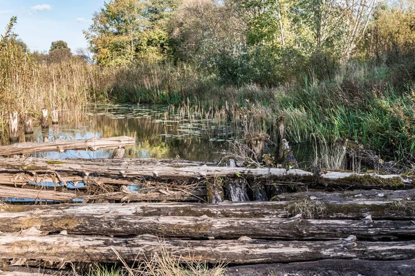 the river is overgrown with vegetation, ancient destroyed bridge of logs, autumn landscape with a marshy pond and the shifting light of the setting sun, wild nature background