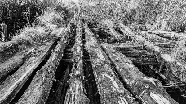 arka plan eski günlükleri moss ve çim, terk edilmiş bir bölgede yıkılan köprü ile büyümüş soyut