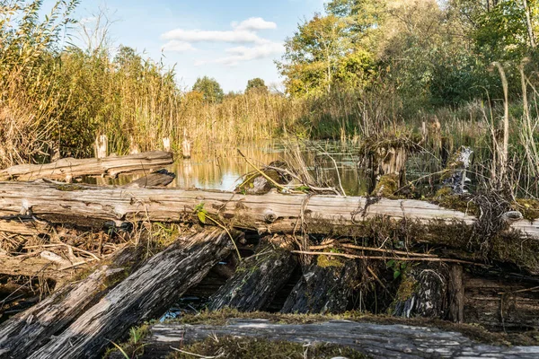Řeka Zarostlá Vegetací Starobylé Zničený Most Protokolů Podzimní Krajina Bažinaté — Stock fotografie