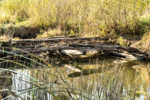 Der Fluss Ist Mit Vegetation Bewachsen Uralte Zerstörte Holzbrücke Herbstliche — Stockfoto