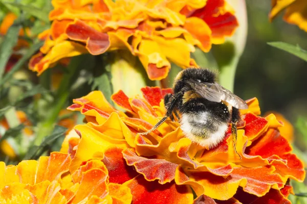 Calabrone Peloso Fiore Insetto Raccoglie Polline Con Fiori Arancio Gialli — Foto Stock