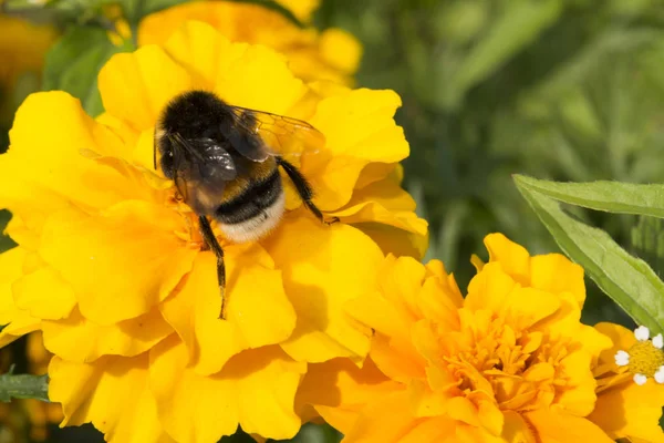 Ένα Γούνινο Μέλισσα Ένα Λουλούδι Ένα Έντομο Συλλέγει Γύρη Κίτρινο — Φωτογραφία Αρχείου