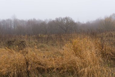 alan ve tepeler ile Kuru ot ve üreme, orman bitki örtüsü bulutlu nem sonbahar günü, sonbahar manzara olmadan karanlık ağaçlar sis ile kaplıdır
