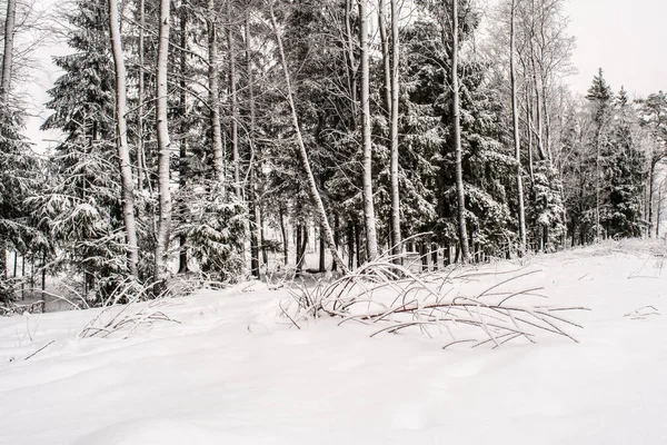 White winter landscape. Trees and branch on the forest. Beautiful wild garden, with lots of snow-covered trees and shrubs. Cloudy and overcast day. Freezing weather.