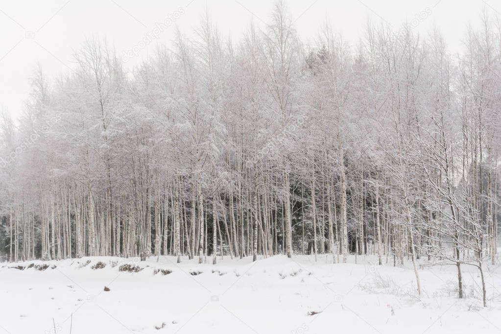 Beautiful winter snowy landscape with birches, winter cloudy day