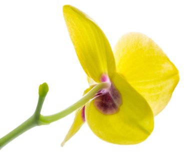 Beyaz arka plan üzerinde izole sarı phalaenopsis orkide çiçek