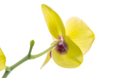 Beyaz arka plan üzerinde izole sarı phalaenopsis orkide çiçek
