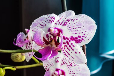 Kışın Phalaenopsis ya da güve dendrobium orkide çiçek pembe veya gün tropikal bahçe çiçek arka plan bahar. Seçici odak