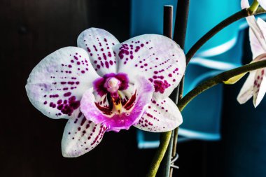 Kışın Phalaenopsis ya da güve dendrobium orkide çiçek pembe veya gün tropikal bahçe çiçek arka plan bahar. Seçici odak