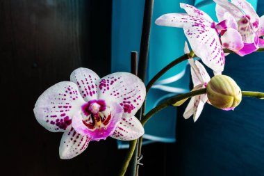 Kışın Phalaenopsis ya da güve dendrobium orkide çiçek pembe veya gün tropikal bahçe çiçek arka plan bahar. Seçici odak