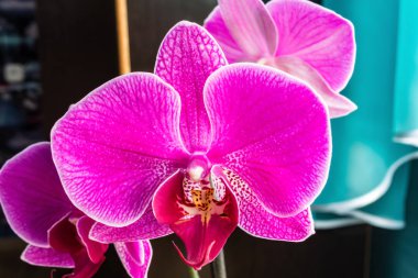 Kışın Phalaenopsis ya da güve dendrobium orkide çiçek pembe veya pencerenin evde gün tropikal bahçe bahar. Seçici odak