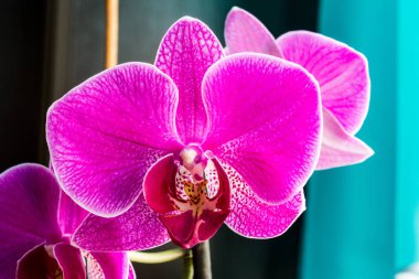 Kışın Phalaenopsis ya da güve dendrobium orkide çiçek pembe veya pencerenin evde gün tropikal bahçe bahar. Seçici odak