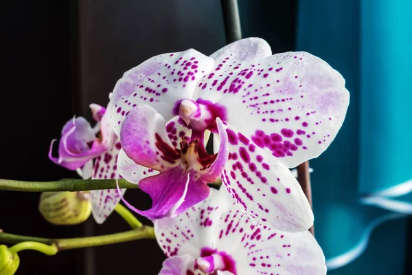 Kışın Phalaenopsis ya da güve dendrobium orkide çiçek pembe veya gün tropikal bahçe çiçek arka plan bahar. Seçici odak