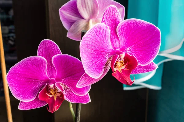 Kışın Phalaenopsis ya da güve dendrobium orkide çiçek pembe veya pencerenin evde gün tropikal bahçe bahar. Seçici odak