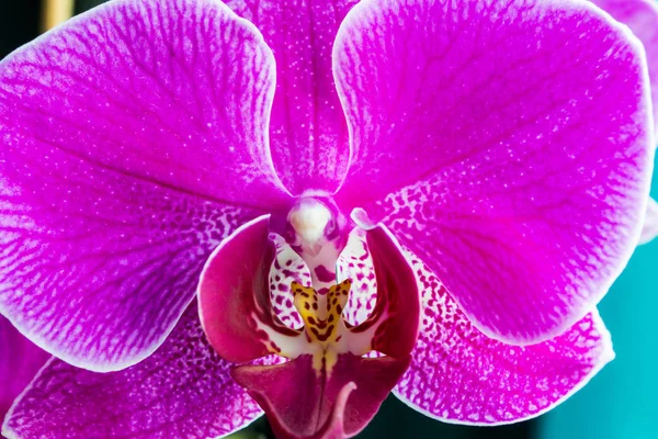 Розовый Phalaenopsis Мотылек Дендробиум Орхидея Цветок Зимой Весной Тропический Сад — стоковое фото