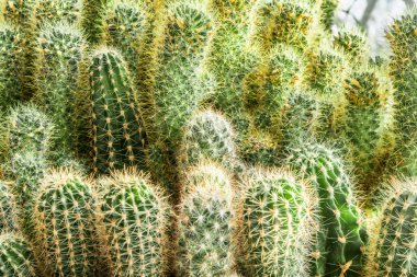 Kaktüs bitki deseni bırakır. Yeşil yaprakları. Doğal arka plan. sarı yaprak yeşil doku arka plan. Seçici odak