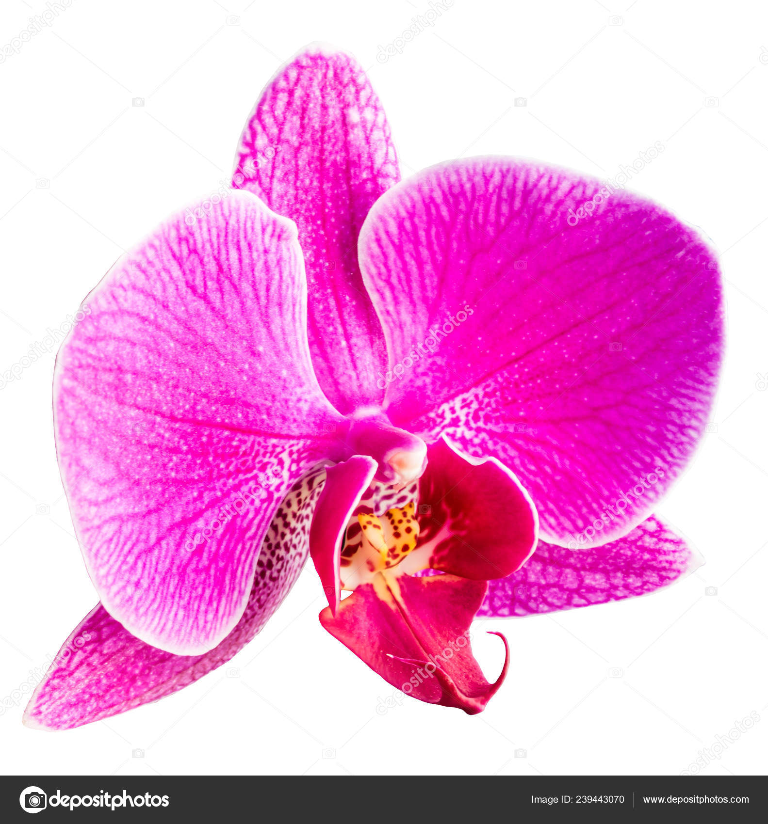 Pink Phalaenopsis Moth Dendrobium Orchid Flower Isolated White Background Stock Photo Image By C Nnorozoff