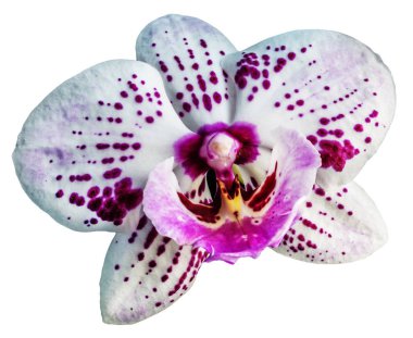 Pembe falaenopsis ya da güve dendrobium çiçeği beyaz arkaplanda izole edilmiş.