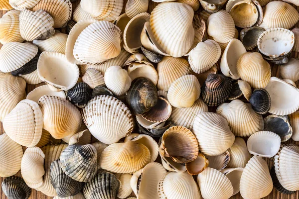 Farklı Renkteki Deniz Kabuklarını Yumuşakça Kabuğu Seashell Arka Plan Doku — Stok fotoğraf