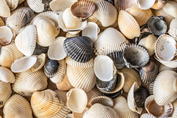 Farklı Renkteki Deniz Kabuklarını Yumuşakça Kabuğu Seashell Arka Plan Doku — Stok fotoğraf