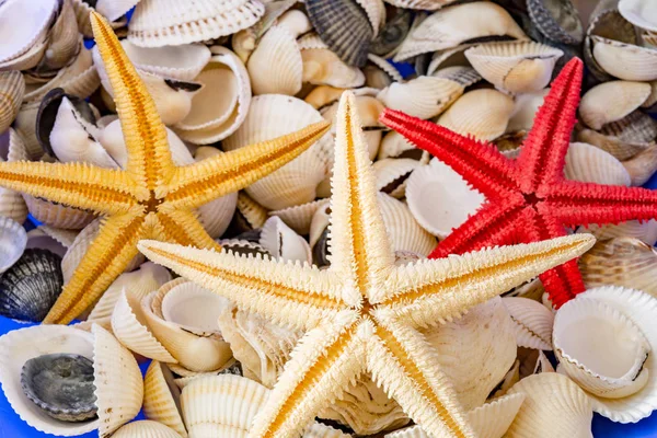 Seashells Different Colors Three Starfish Mollusk Shells Sea Background Texture Stock Image