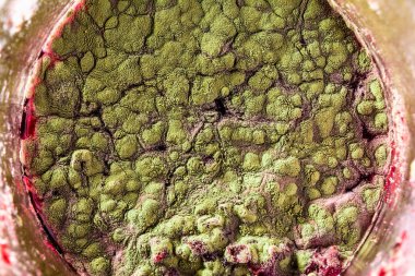 Gıda meyve büyütme kalıp. Makro, kalıp yeşil tonları ile doğal kalıp arka plan