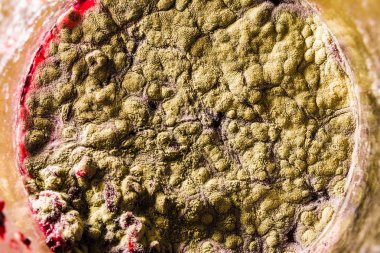 Gıda meyve büyütme kalıp. Makro, kalıp yeşil tonları ile doğal kalıp arka plan