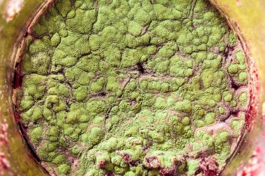 Gıda meyve büyütme kalıp. Makro, kalıp yeşil tonları ile doğal kalıp arka plan