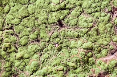 Gıda meyve büyütme kalıp. Makro, kalıp yeşil tonları ile doğal kalıp arka plan