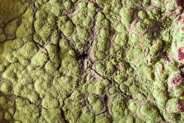 Gıda meyve büyütme kalıp. Makro, kalıp yeşil tonları ile doğal kalıp arka plan