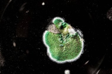 Gıda meyve büyütme kalıp. Makro, siyah zemin üzerine yeşil küf tonları ile doğal kalıp arka plan